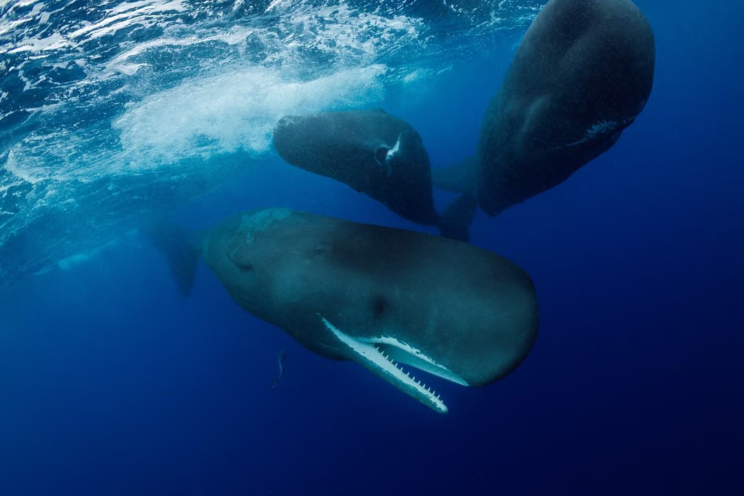 Photo 08 cr Brian J. Skerry National Geographic